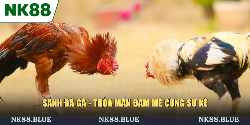 Sảnh đá gà đẳng cấp và thú vị